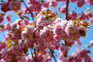 Close up of beautiful pink cherry blossom against blurred blue sky. Spring sakura flowers.