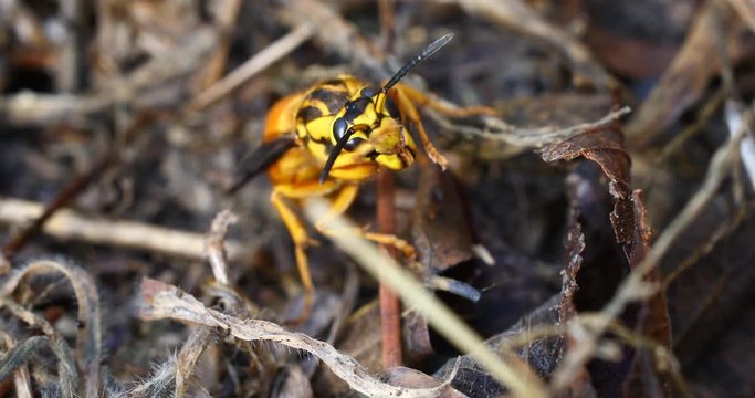 Yellow and Black Wasp macro