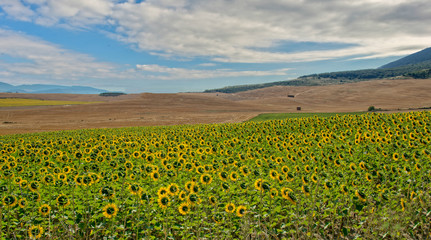 Field of sunflowers on the camino de santiago, Navarra