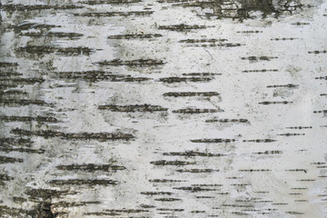 Background of birch bark closeup.