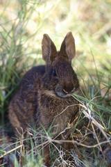 EVERGLADES BROWN RABBIT