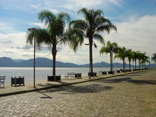 Palm trees on the coast. Brazil.