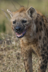 Hyena eating, Africa