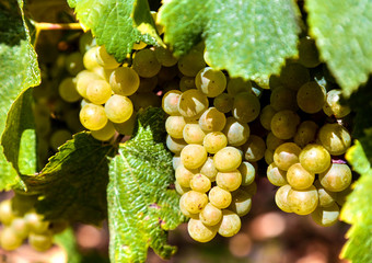 Bunch of ripe sweet grapes - winery