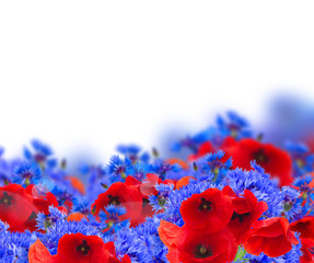 field flowers on white