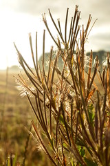 beautiful pieces of Denmark