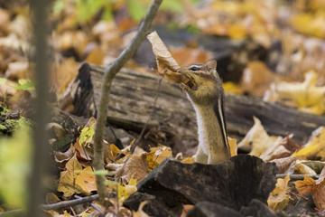 Funny eastern chipmunk in autumn