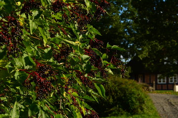 Fototapeta na wymiar elderberry