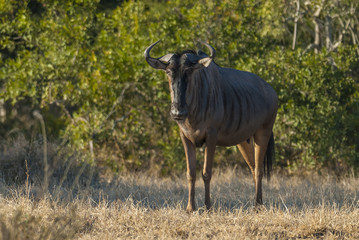 Obraz premium Black wildebeest, Africa