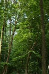 beautiful pieces of Denmark