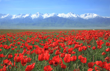 Bright-green huge field, drowning in flowering poppies. A lot of red poppies of various sizes. In the background, a mountain range completely covered with snow. Spring and winter are connected in one 