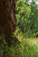 Detailed Bark Tree The Summer