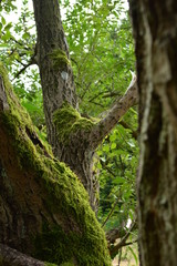moos tree in the summer of Denmark, Odense, Hole skov
