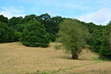 summertime, meadow in the forrest, near Odense, Denmark, Hole skov