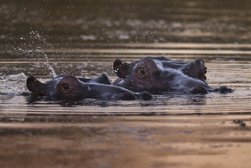 Fototapeta premium Hippopotamus, Kruger National Park