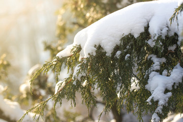snow on branches of a yew