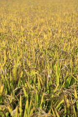 The golden rye in the Hetao district, which is the major agriculture area of China.