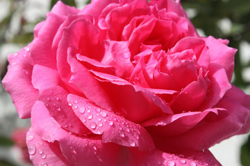 Rose with dew in the morning sun