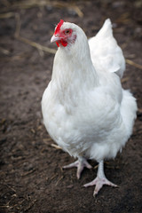White hen on a brown background