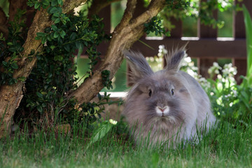 Decorative gray rabbit