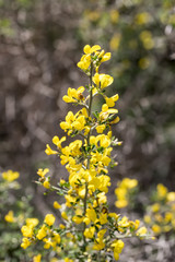 Sarothamnus scoparius