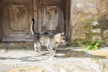 Obraz premium Turkey Datca street and cat