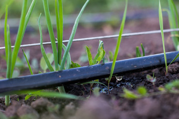 Spring garden plants - garlic, onion. bow grows on bedsCultivation of onions in the garden in the village in the country.