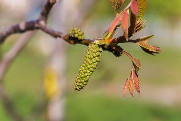 Walnut blooms. Walnuts young leaves and inflorescence on a city background. flower of walnut on the branch of tree in the spring. Collect pollen from flowers and buds