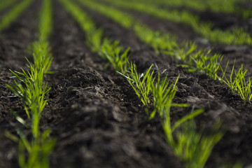 Feed Grass, La Pampa , Argentina