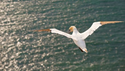 Basstölpel (Morus bassanus oder Sula bassana) im Anflug auf die Klippen von Helgoland, Lummenfelsen, Schleswig-Holstein, Deutschland, Europa 