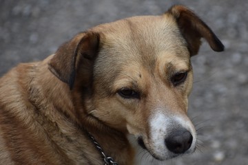 My dogs