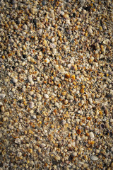 seashells on the beach texture