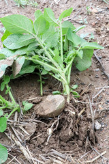 Potatoes Field