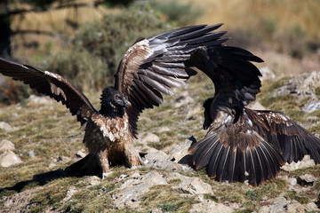 The bearded vulture (Gypaetus barbatus), also known as the lammergeier or ossifrage on the feeder. Subadult color scavenger on the rock. Fight on the rock.