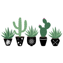 green house plants in the black pots haworthia and cactus scandinavian style boho illustration vector