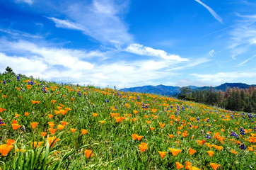 Naklejka premium California Golden Poppy field, kalifornijskie maki