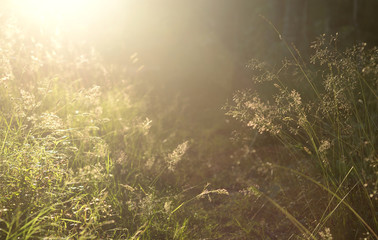 Grass on blurred background.