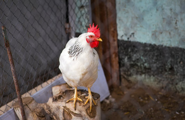 Rooster behind the Mesh in the Farmyard. Young cock in a bird's yard,