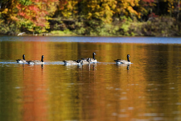 Fall colors in Quebec, Canada 