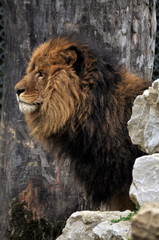 Naklejka premium lion 