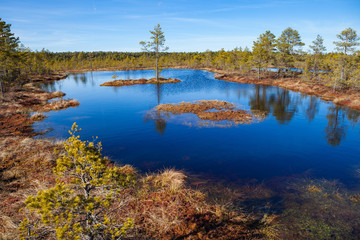Swamp landscape with lake and pines.