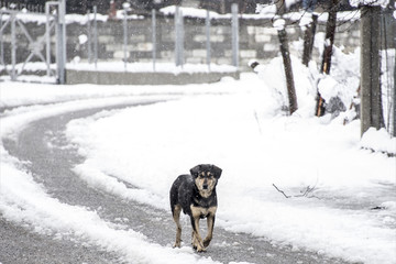 dog walking at snow
