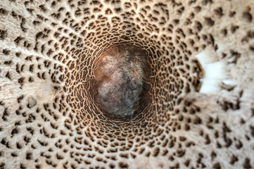 Abstract nature background macro Sajor-caju mushroom plants. The use of design ideas texture pattern or concept natural Wallpaper. Close-up. Blur.