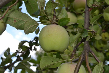 Apple. Grade Florina. Apples average maturity. Fruits apple on the branch. Apple tree. Garden. Farm. Agriculture. Horizontal photo