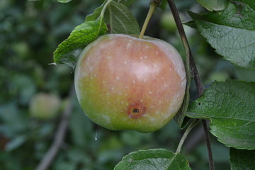 Apple. Grade Florina. Apples average maturity. Fruits apple on the branch. Apple tree. Garden. Farm. Growing fruits. Close-up. Horizontal photo