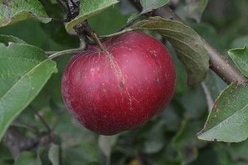 Apple. Grade Jonathan. Apples are red. Winter grade. Fruits apple on the branch. Apple tree. Agriculture. Garden. Farm. Close-up. Horizontal