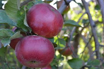 Apple. Grade Jonathan. Apples are red. Winter grade. Growing fruits. Garden. Farm. Fruits apple on the branch. Apple tree. Horizontal