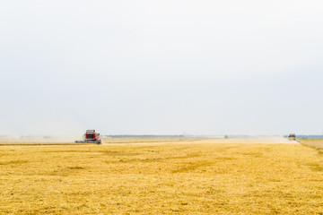 Fototapeta na wymiar Harvesting wheat with a combine harvester.