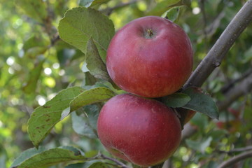 Apple. Grade Jonathan. Apples are red. Winter grade. Growing fruits. Garden. Fruits apple on the branch. Apple tree. Agriculture. Close-up. Horizontal photo