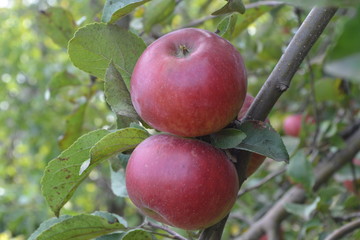 Apple. Grade Jonathan. Apples are red. Winter grade. Growing fruits. Garden. Fruits apple on the branch. Apple tree. Agriculture. Close-up. Horizontal